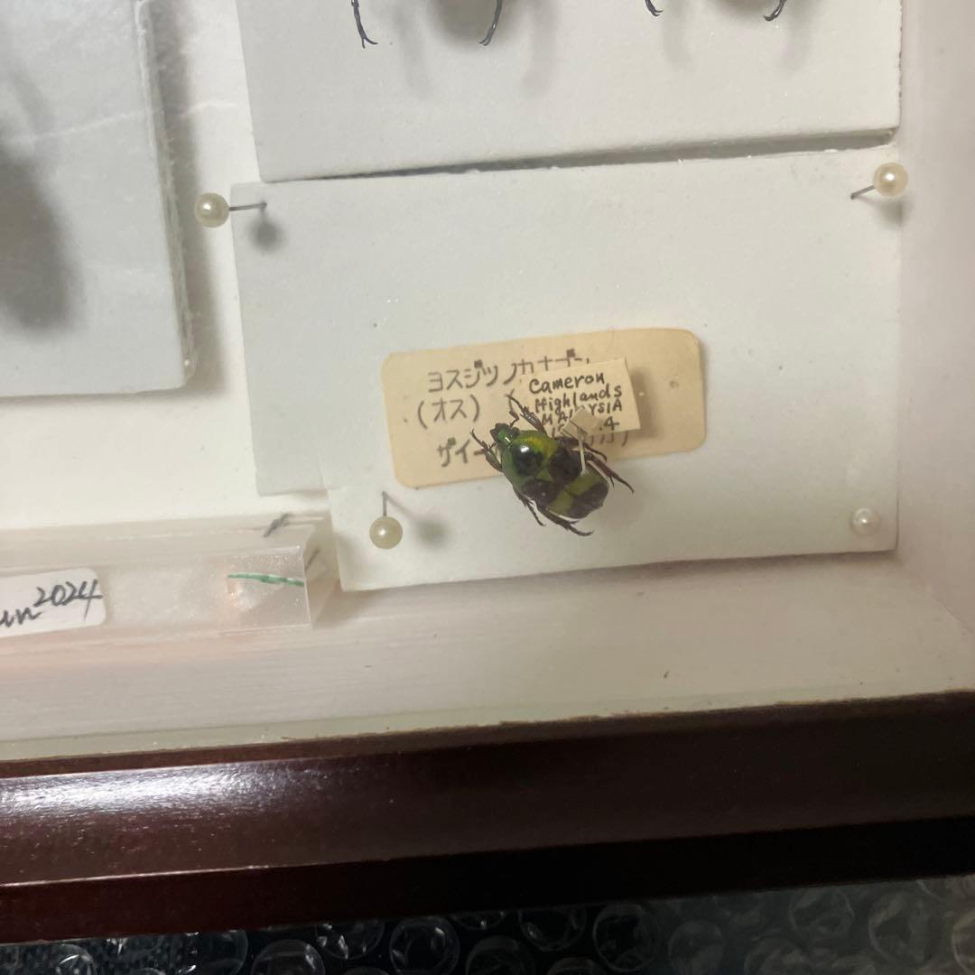 甲虫セット