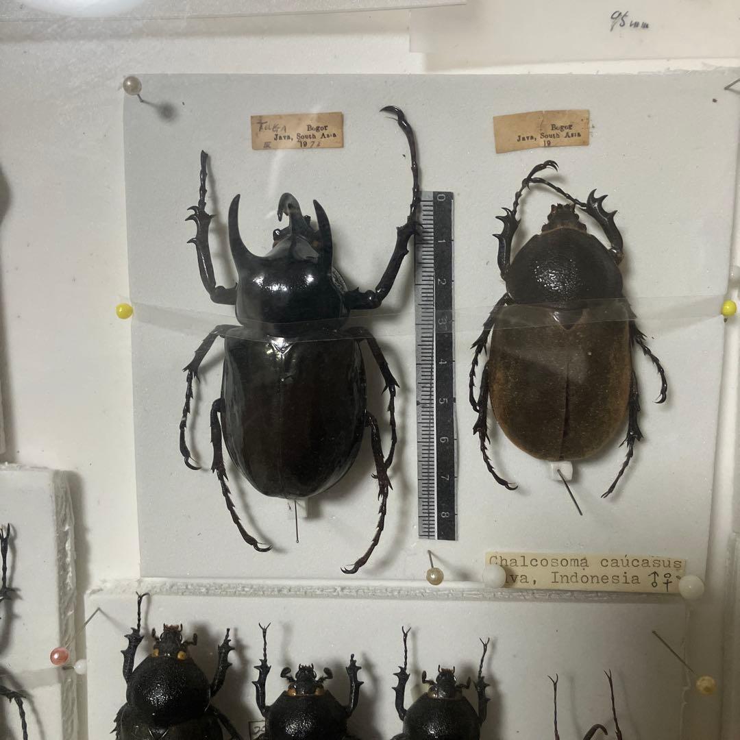 甲虫セット
