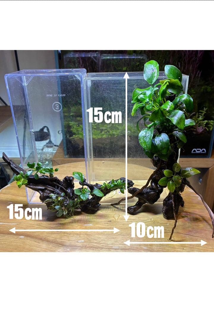 水草茂「はる様オーダー用」