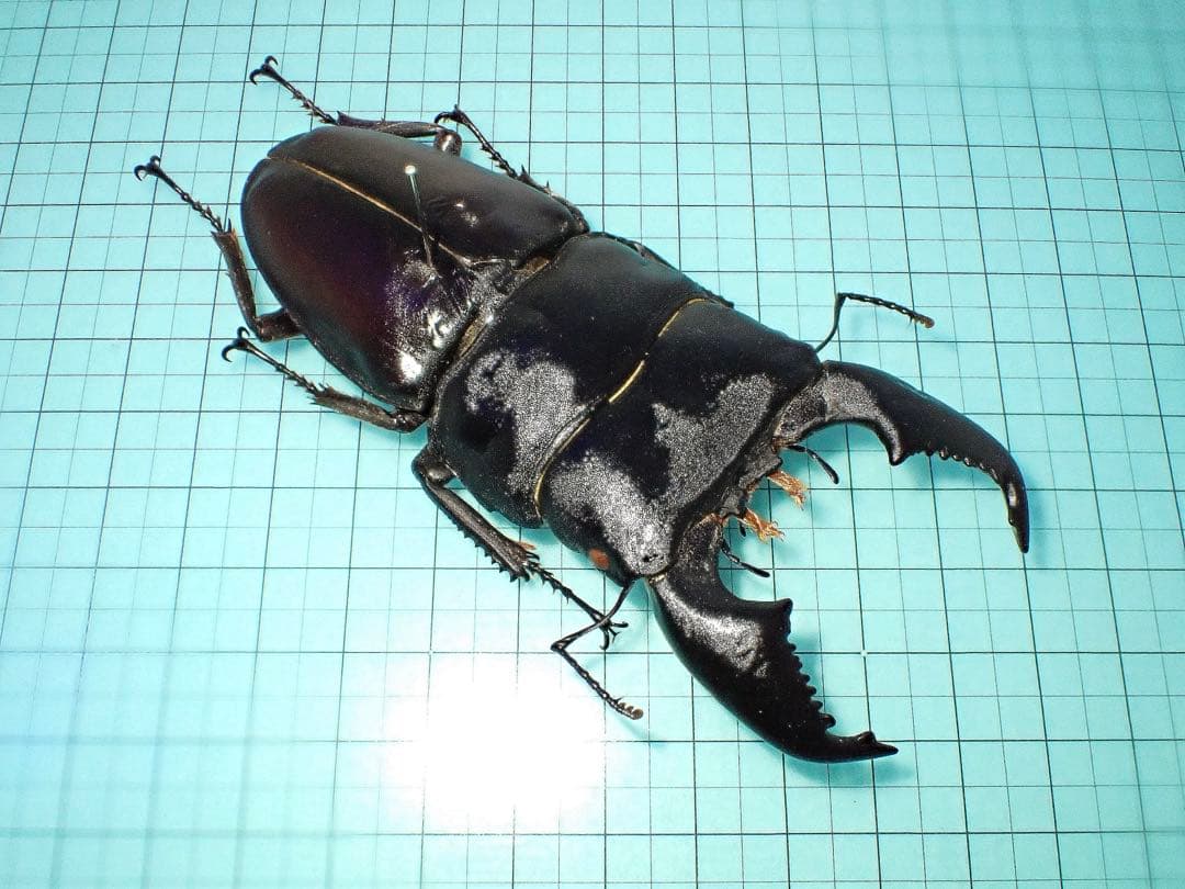 【標本】スマトラヒラタクワガタ　アチェ産　101.1ミリ　飼育品