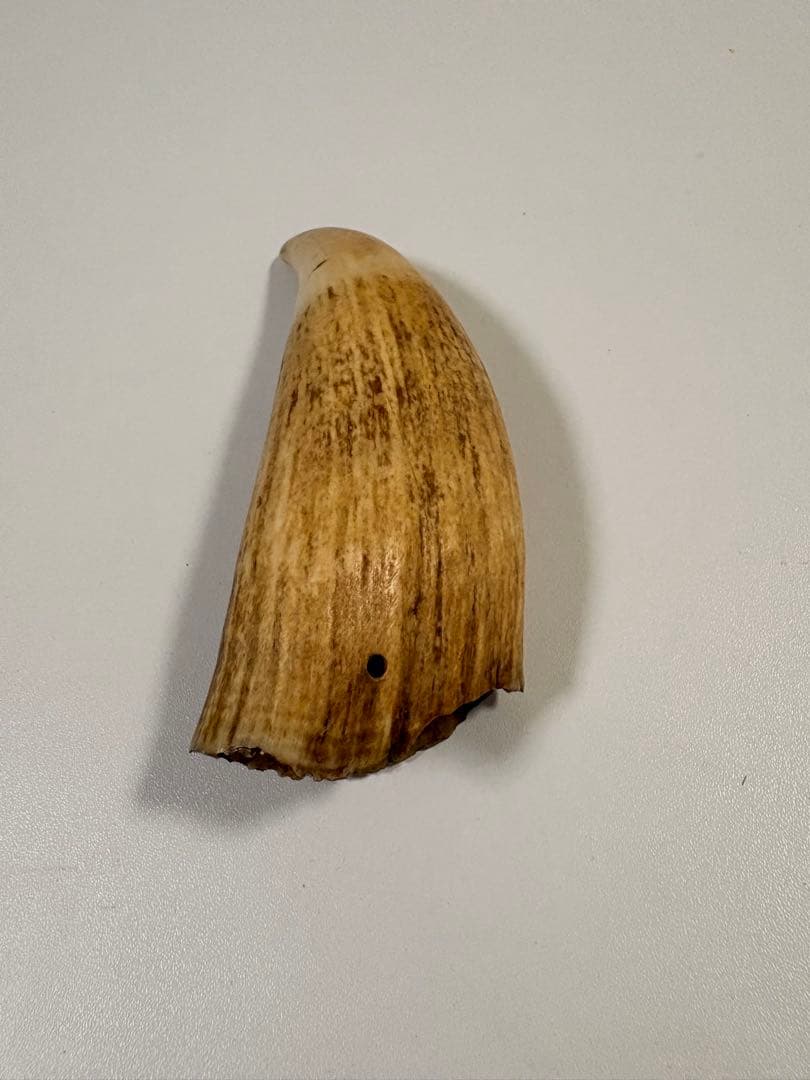 【⭐️希少⭐️】鯨の歯 マッコウクジラ 重量約259.5g