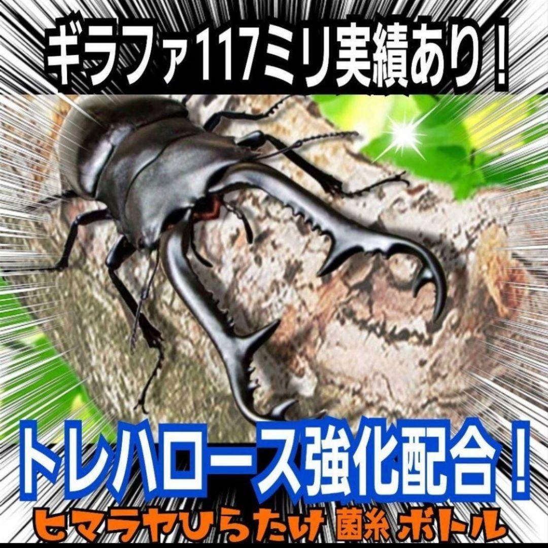 ヒマラヤひらたけ菌糸カップ【50個セット】初令、2令幼虫専用栄養添配合！