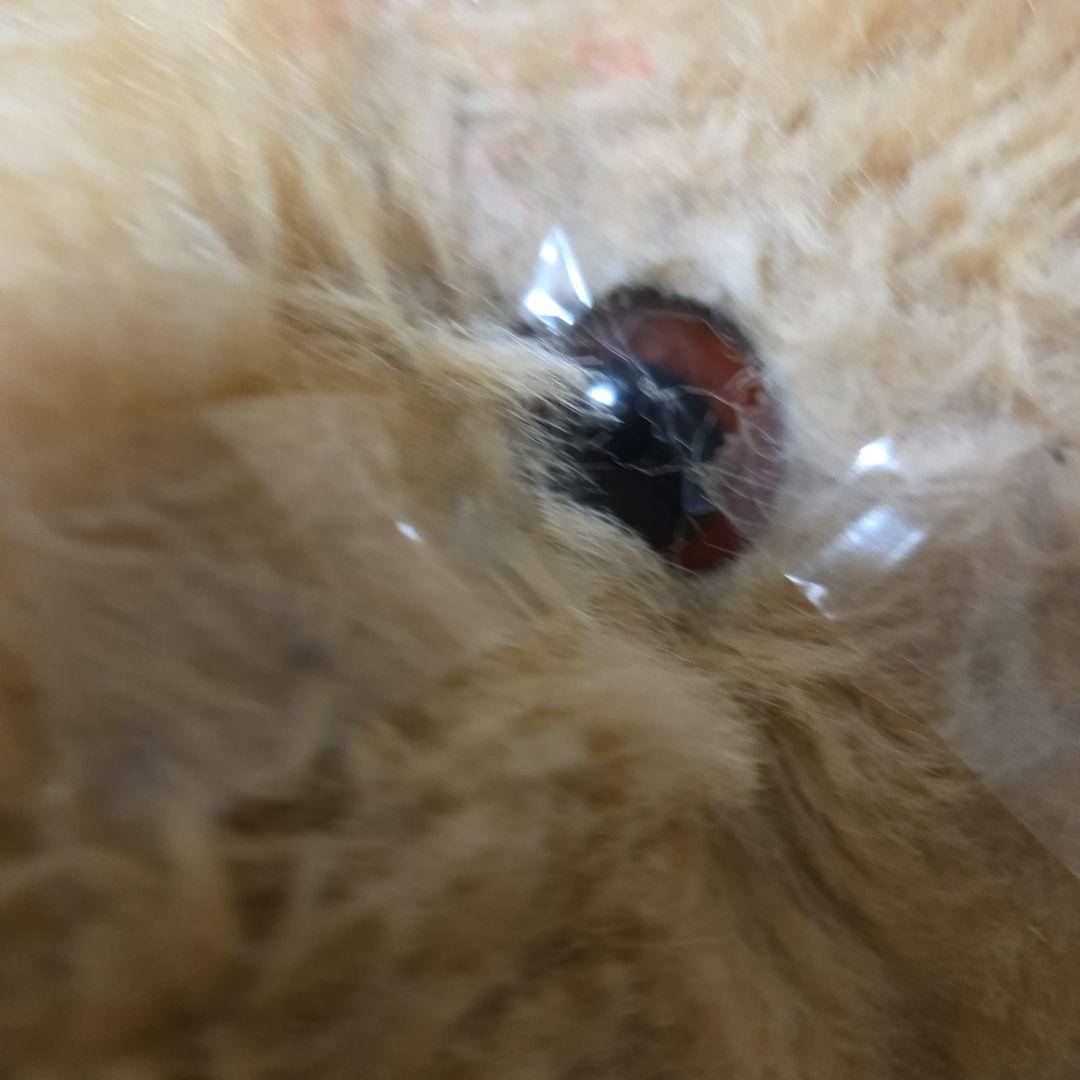 大きめ ベージュ 犬のぬいぐるみ くたくた　レトリーバー系？