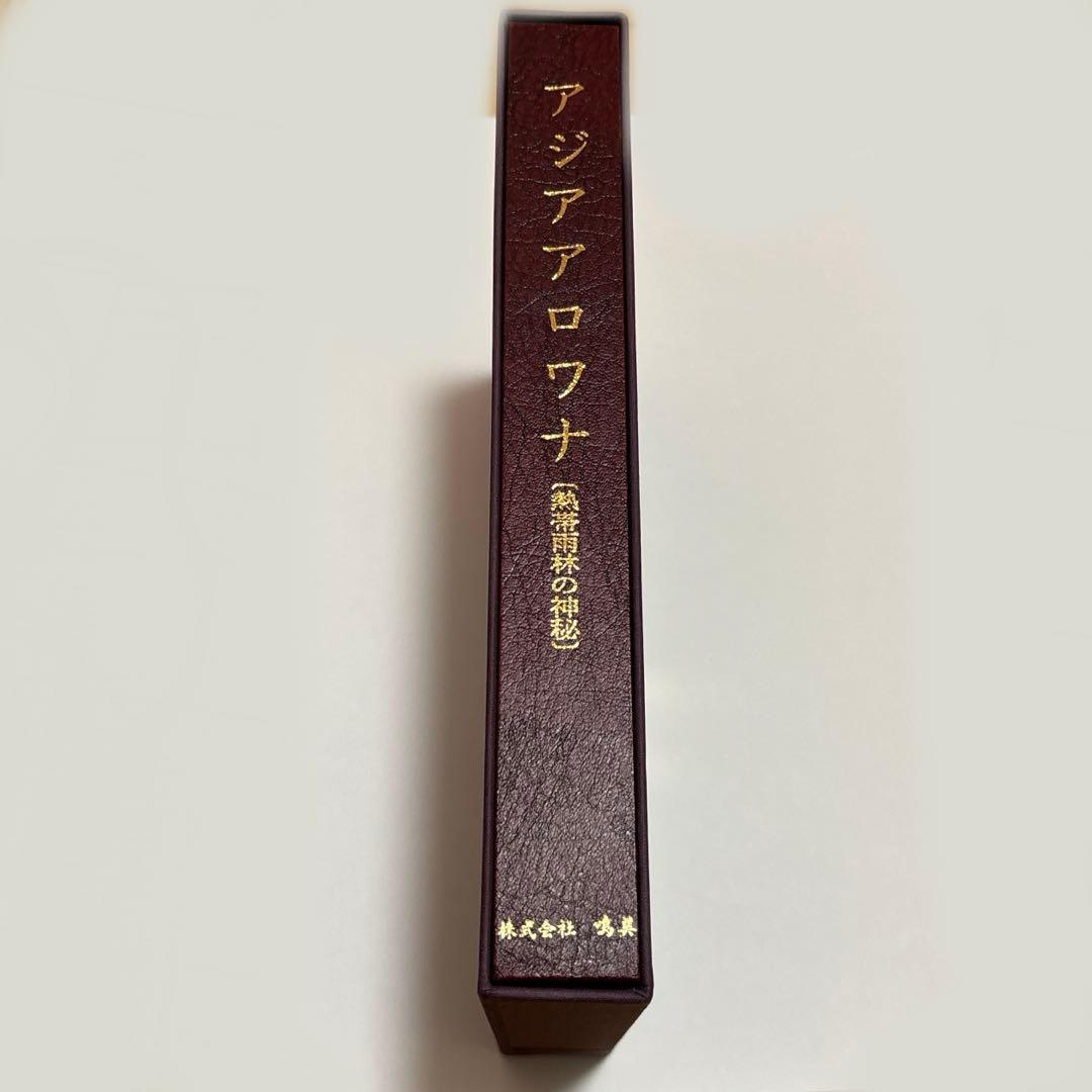 アジアアロワナ[熱帯雨林の神秘]