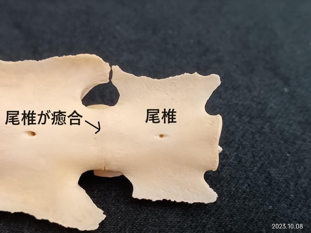 【お買い得】【美品】ニホンジカメス３６Kg　骨格標本　頭骨・舌骨・腰椎・仙椎