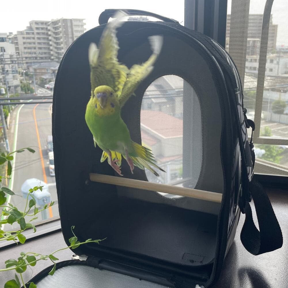 [ブラック/S] バードキャリー 鳥籠 Sサイズ ブラック 鳥用キャリー