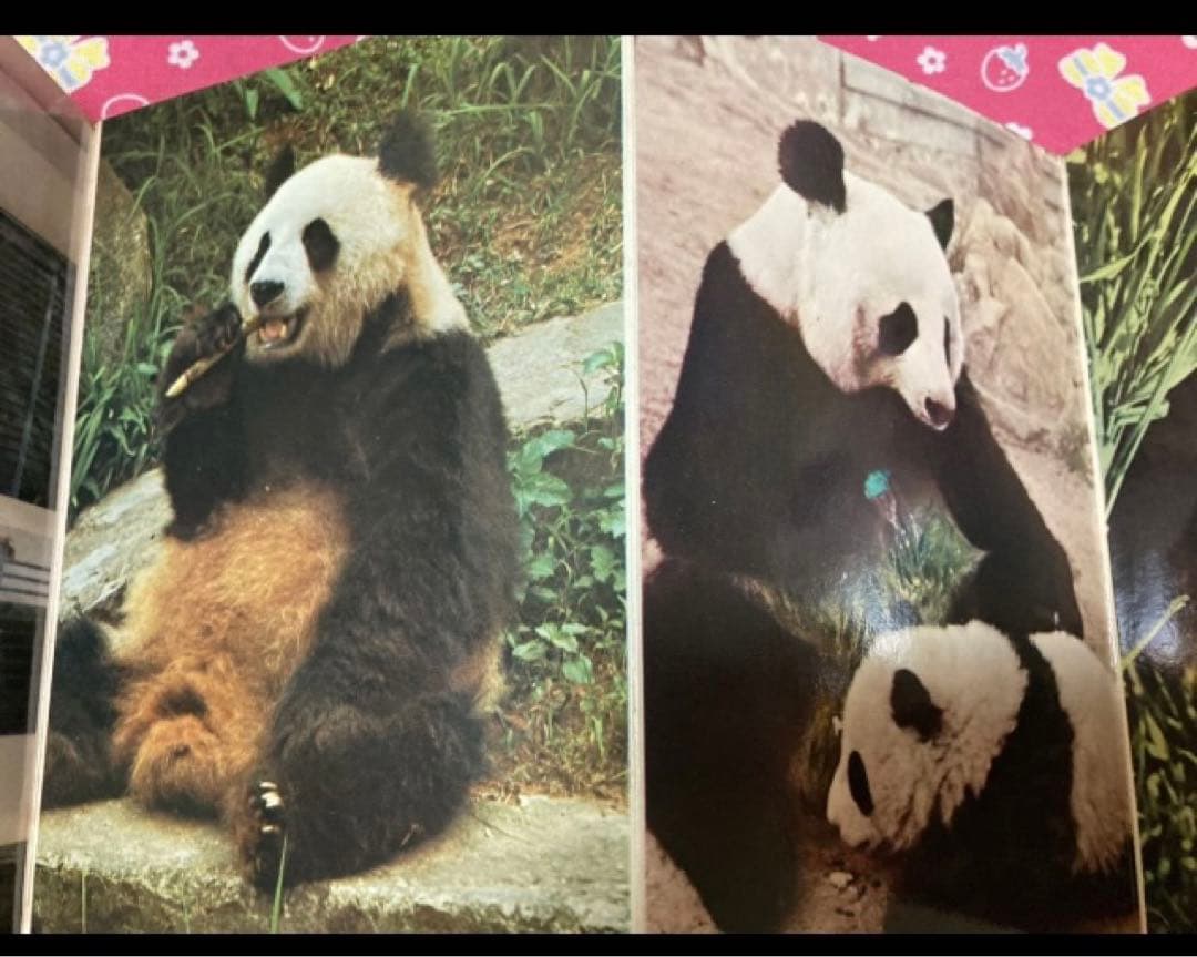 「希少/未使用」パンダ　ポストカード9枚綴り　カンカン　ランラン　上野動物園　②