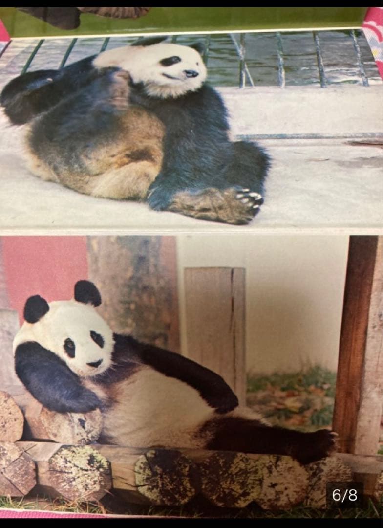 「希少/未使用」パンダ　ポストカード9枚綴り　カンカン　ランラン　上野動物園　②