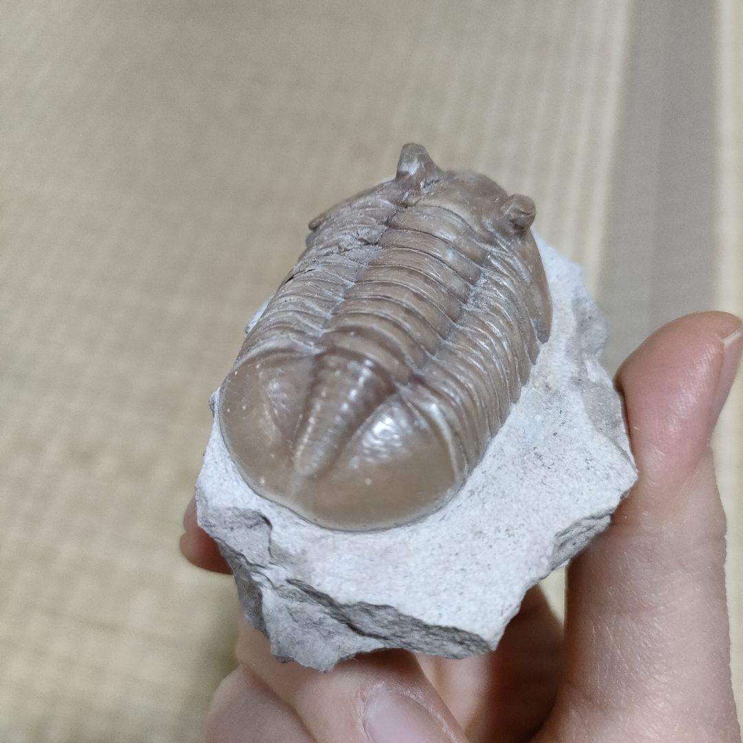 三葉虫の化石
