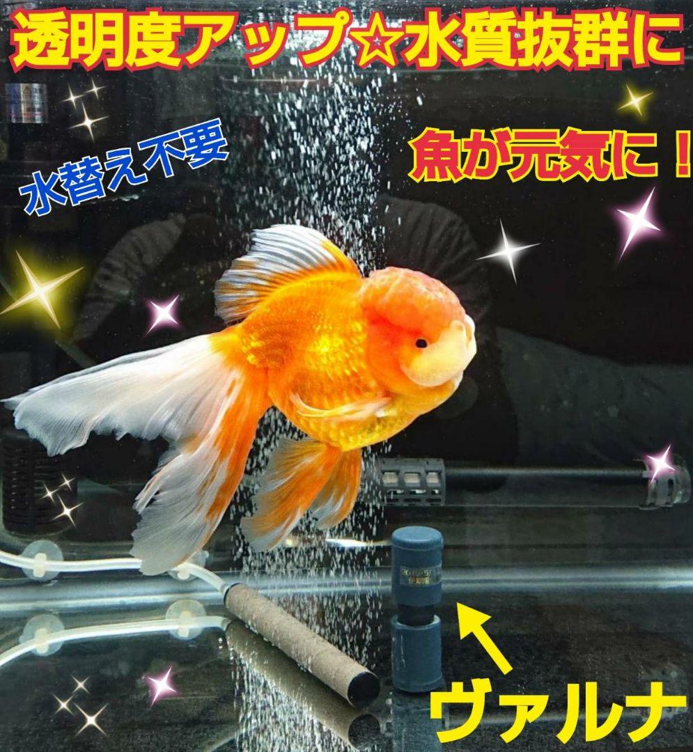 ヴァルナミニ　23センチ　水槽の透明度が抜群に！有害物質強力抑制！水替え不要に！