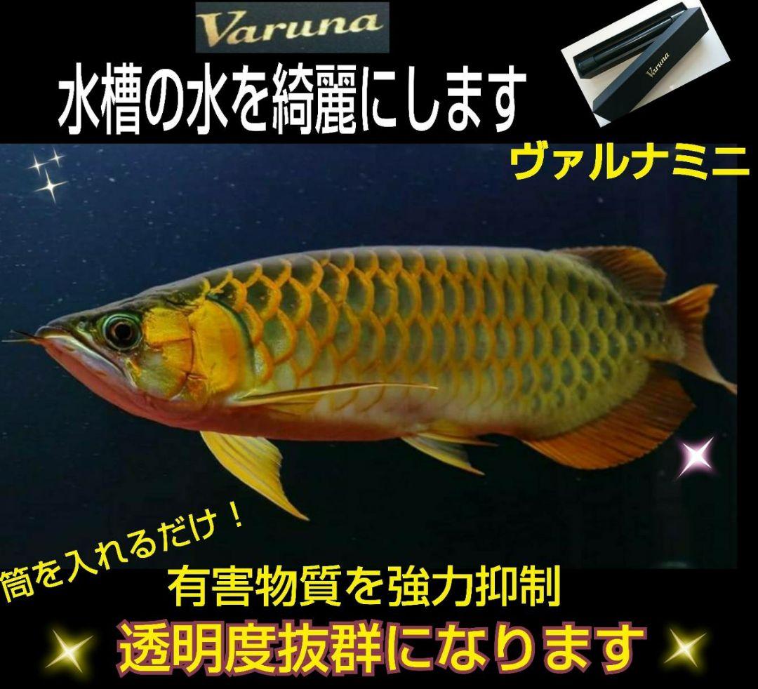 ヴァルナミニ　23センチ　水槽の透明度が抜群に！有害物質強力抑制！水替え不要に！