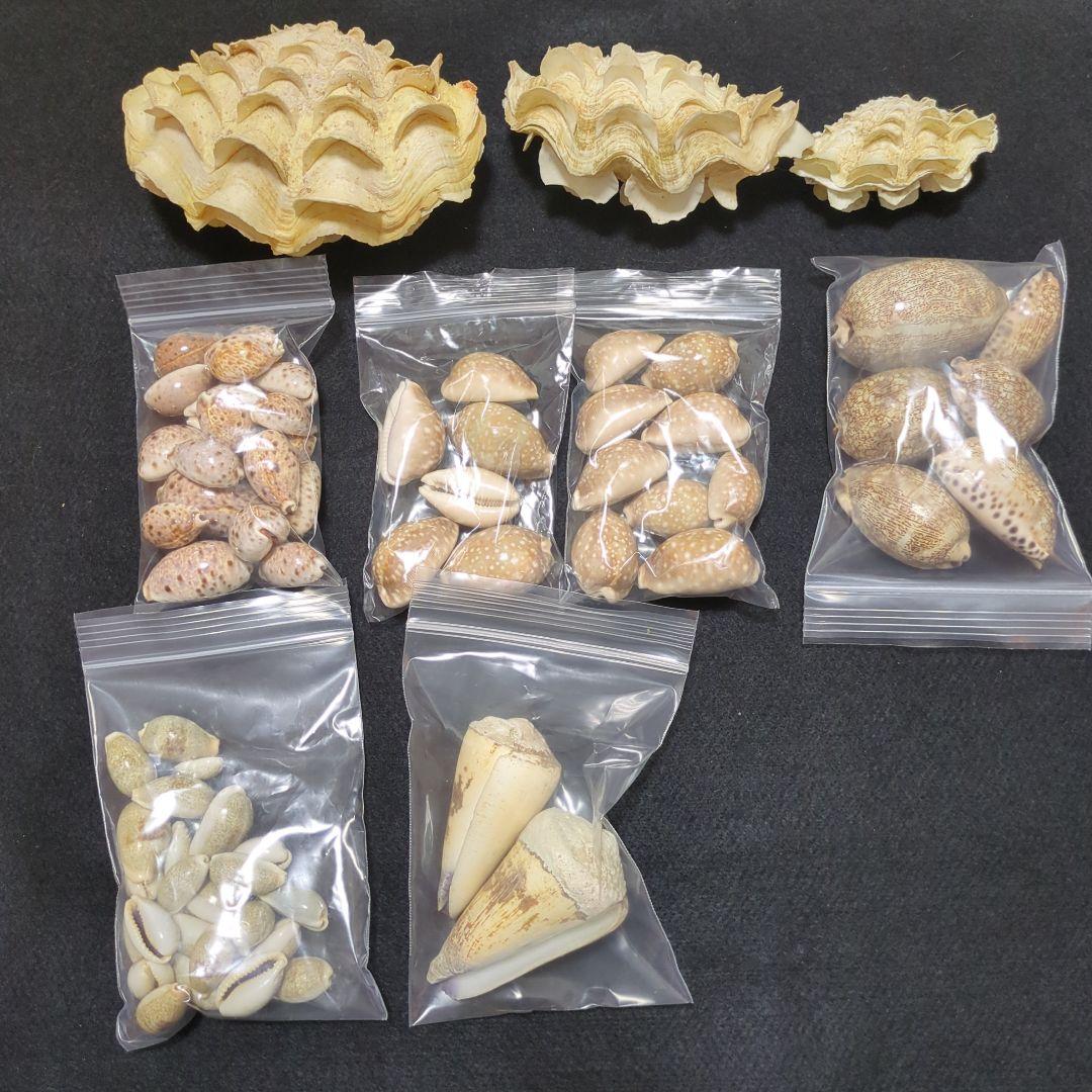 下*田様 貝殻　まとめ売り　（タカラ貝等々…）　標本