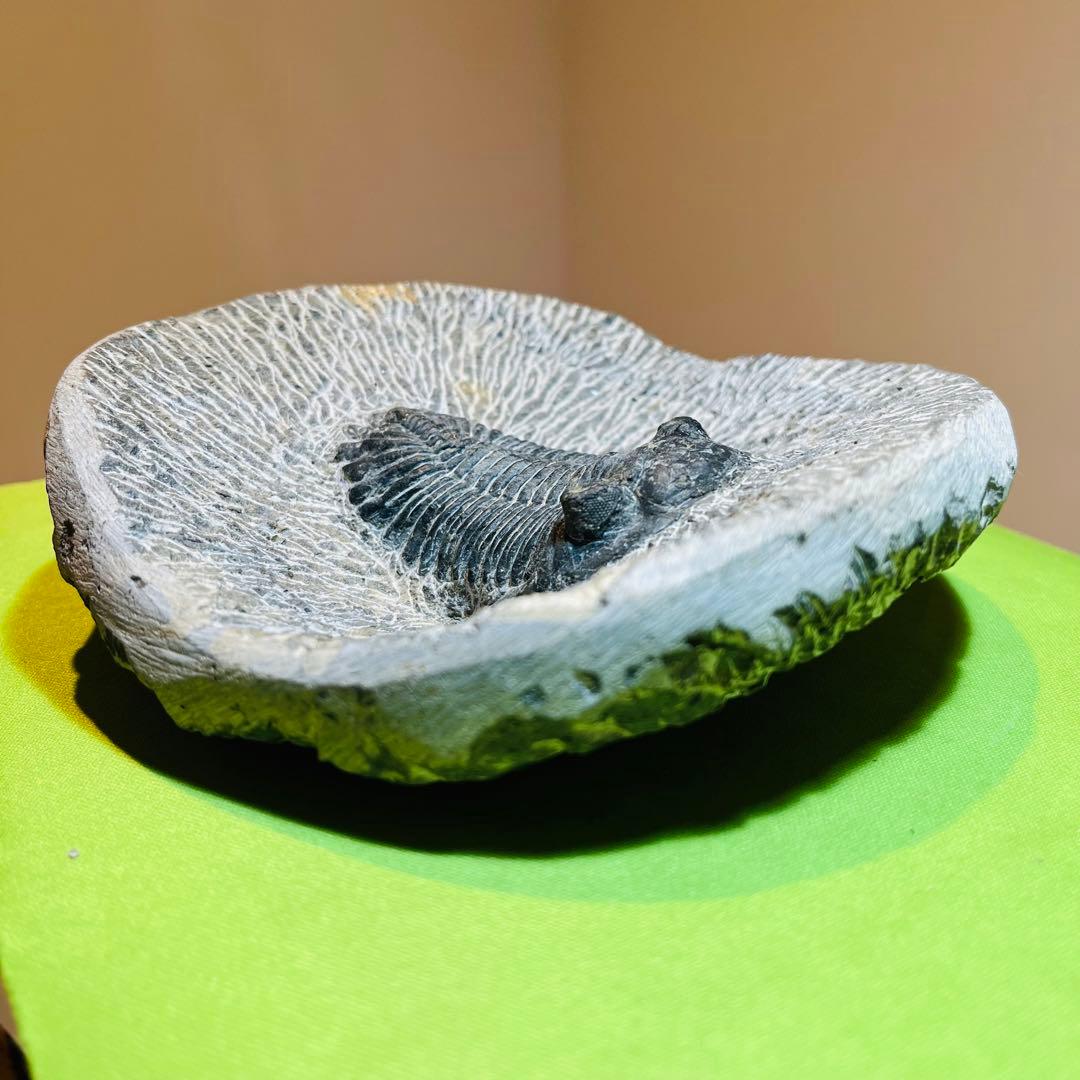 三葉虫　化石