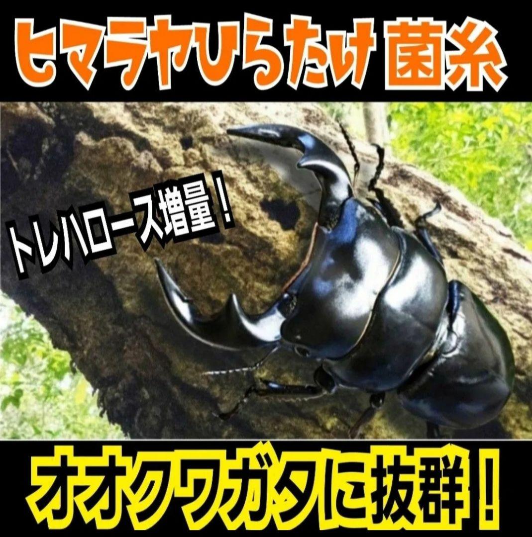 ヒマラヤひらたけ菌糸瓶1500ml 【５本】トレハロース、キトサン強化配合！