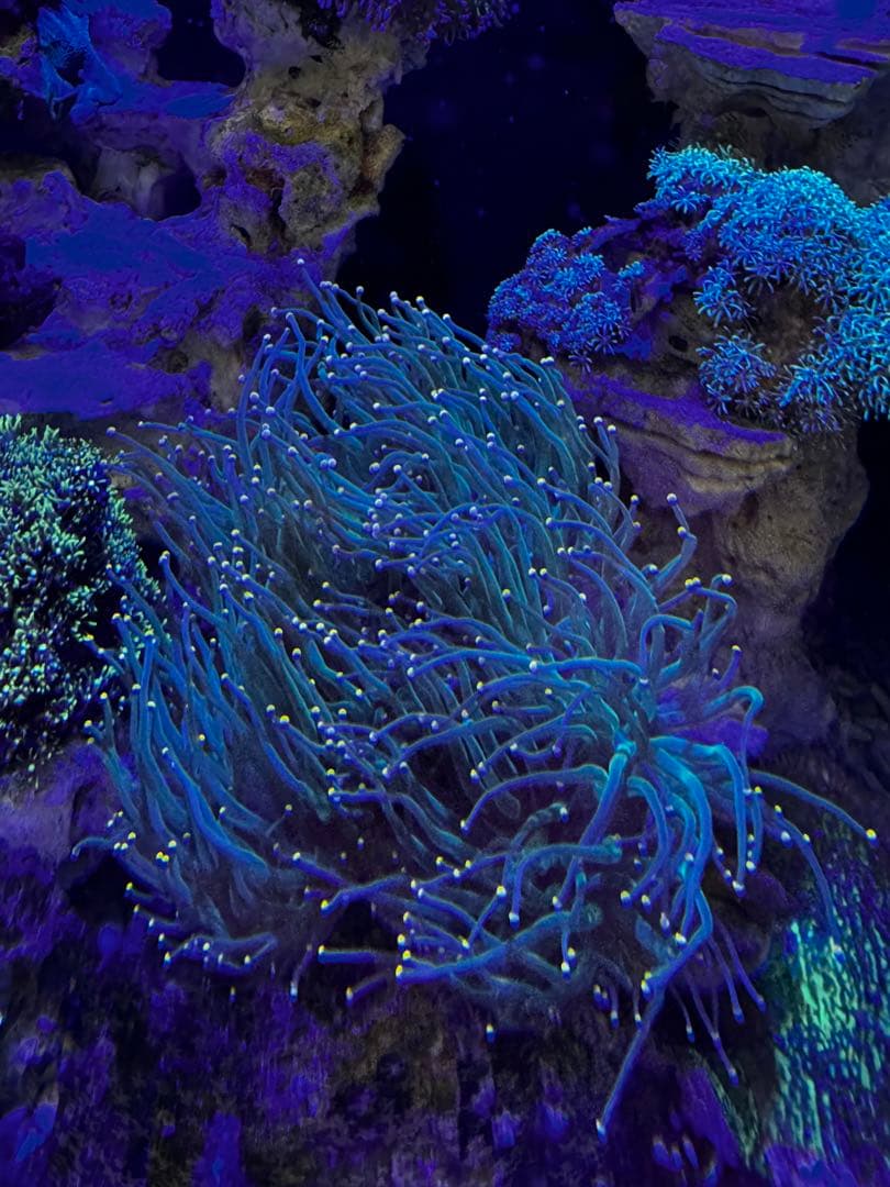 海水魚水槽90セット・スキマー・ポンプ付き