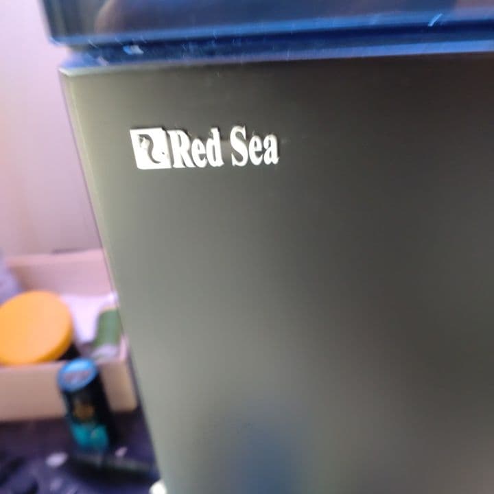オーバーフロー水槽 中型 サンゴ 魚