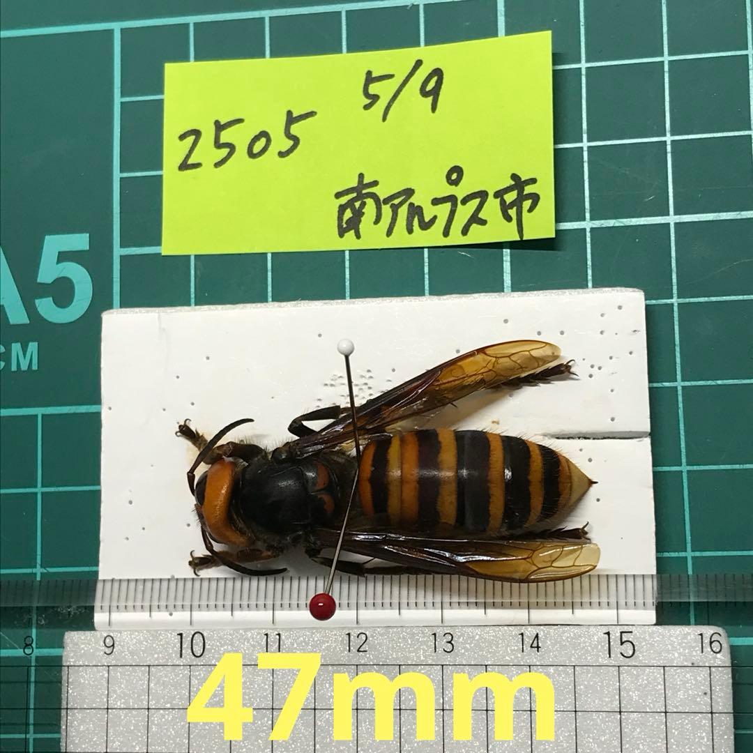 オオスズメバチ　女王蜂　立体標本2505