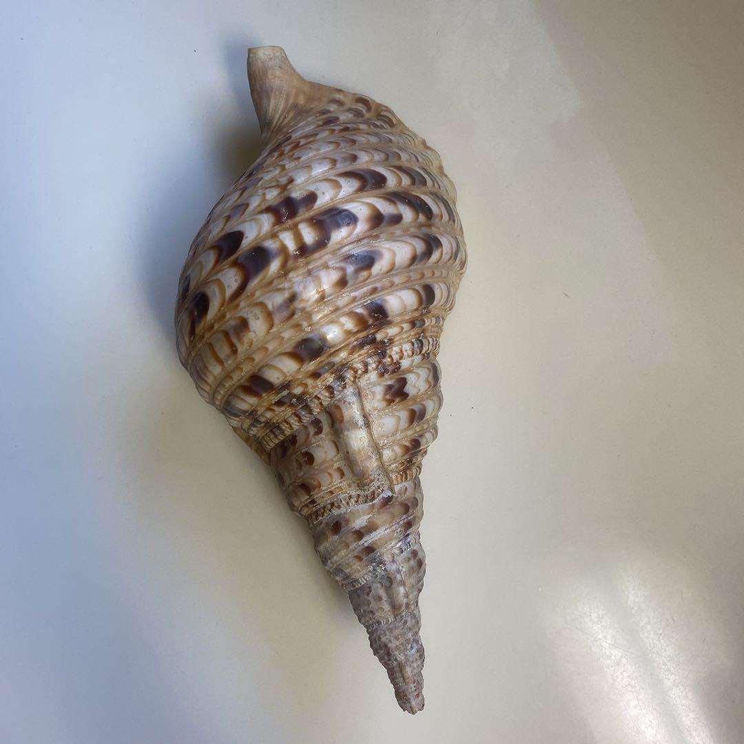ホラ貝　法螺貝　天然　28cm