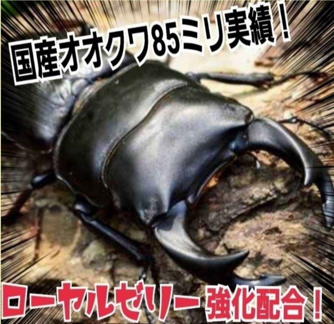極上！ヒマラヤひらたけ菌糸瓶　800ml【10本】ニジイロクワガタにお薦め！
