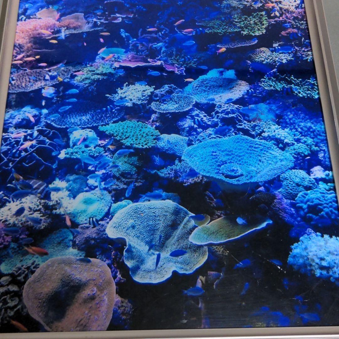 海の中 写真
