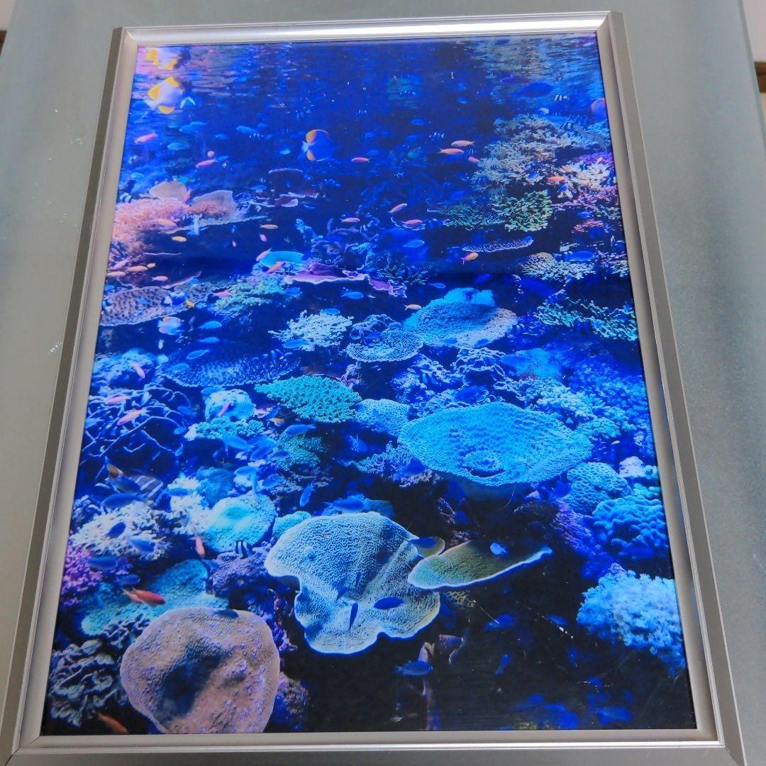 海の中 写真