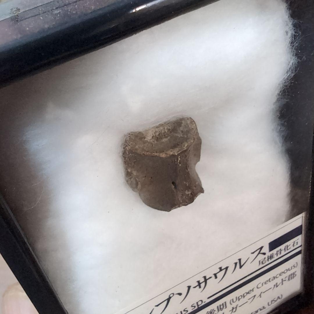 本物　中生代白亜紀　チャンプソサウルスの尾椎骨の化石　モンタナ　ラベルケース付き