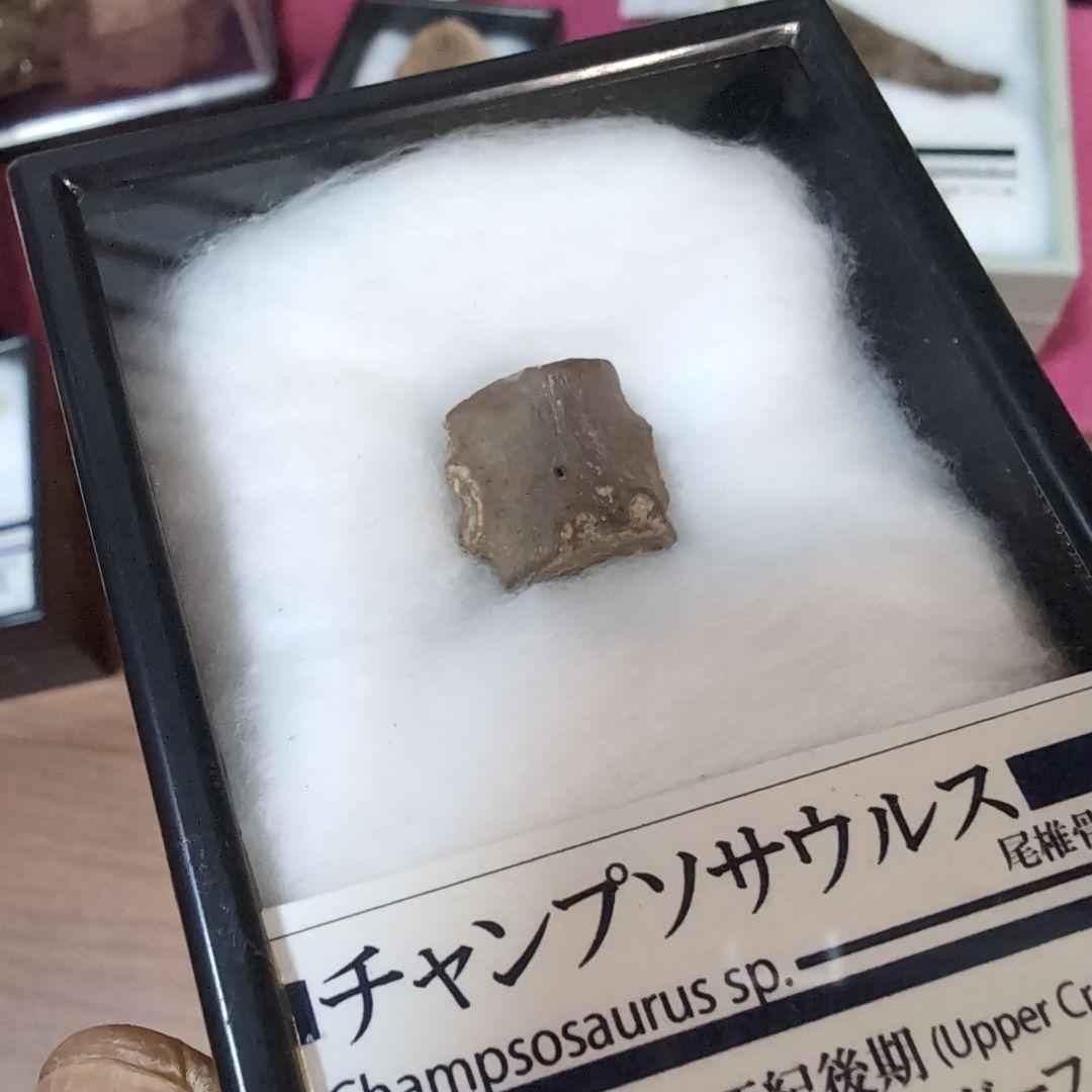 本物　中生代白亜紀　チャンプソサウルスの尾椎骨の化石　モンタナ　ラベルケース付き