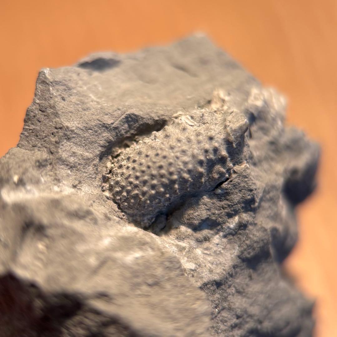 三葉虫 化石 Piltonia kuehnei
