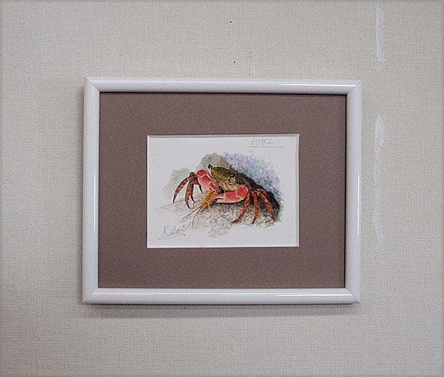 生物細密画（水彩）「イワガニ」