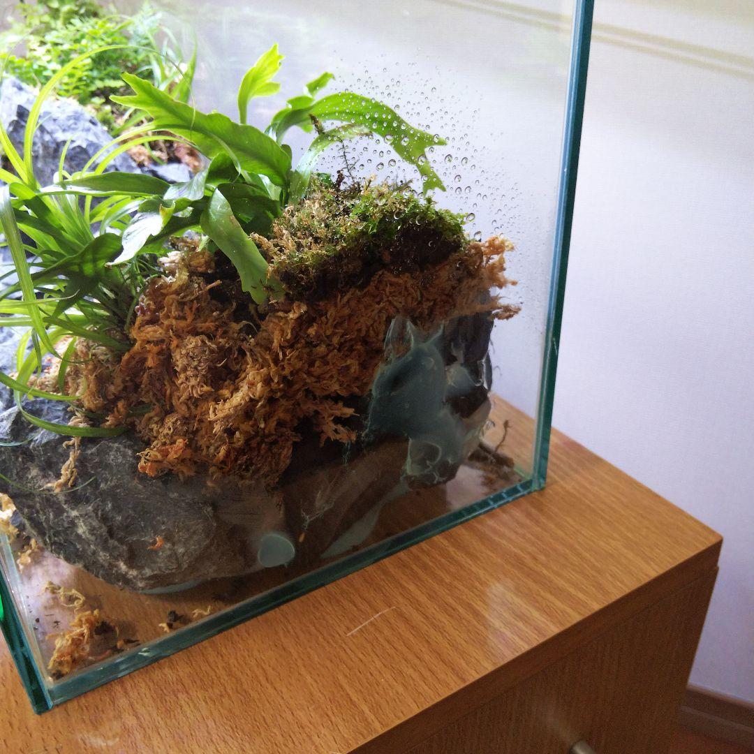 【受注生産】アクアテラリウム　イモリウム　苔　水槽　苔テラリウム