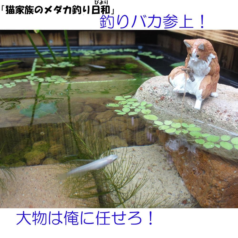 高さの有るビオトープ 80Ｌ　トロ舟＆木枠セット（棚付き）