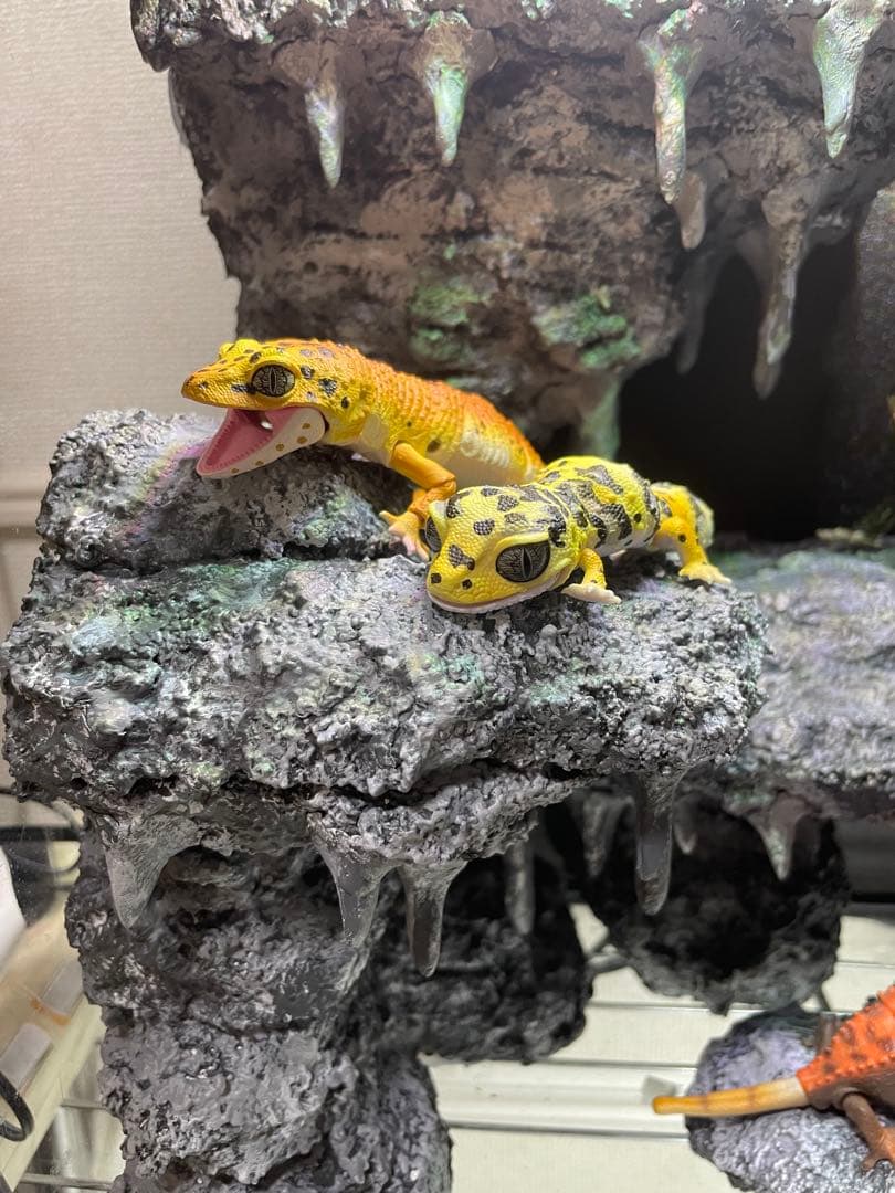 グラステラリウム　爬虫類レイアウト用品　爬虫類ケージ　爬虫類フルレイアウトケージ