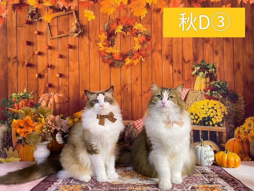 背景布+秋色チョーカー　パンパスグラス　お月見　十五夜　ペットサロン撮影用
