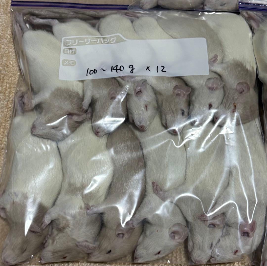 ラット　冷凍　75匹　70〜270gミックス
