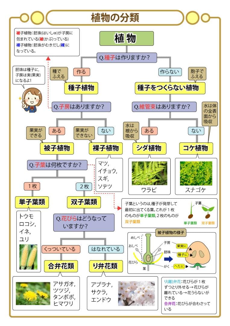 はなみずき商品