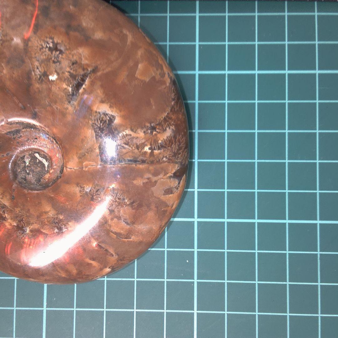 小物１ アンモナイト化石 光沢あり