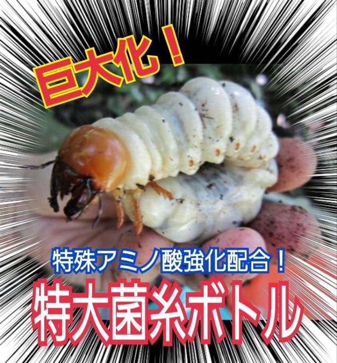 極上！ヒマラヤひらたけ菌糸ブロック【5個】トレハロース強化配合！オオクワに抜群！