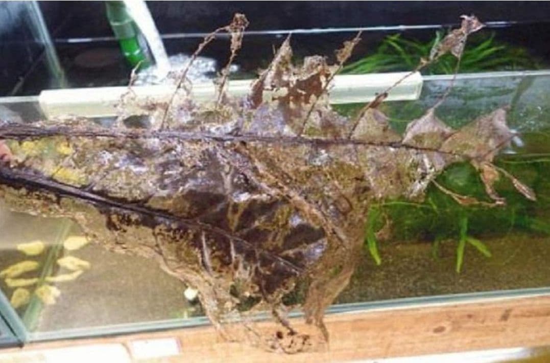 大小様々　無農薬マジックリーフ　天然ももたまな葉　1200　枚