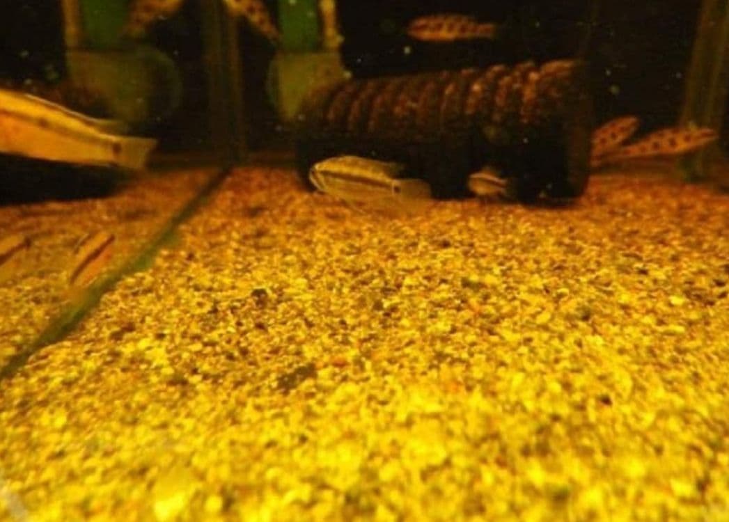 大小様々　無農薬マジックリーフ　天然ももたまな葉　1200　枚