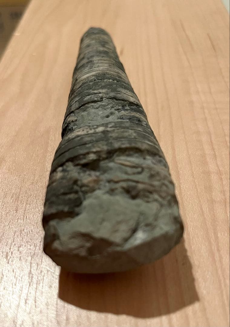 直角貝　化石　希少品