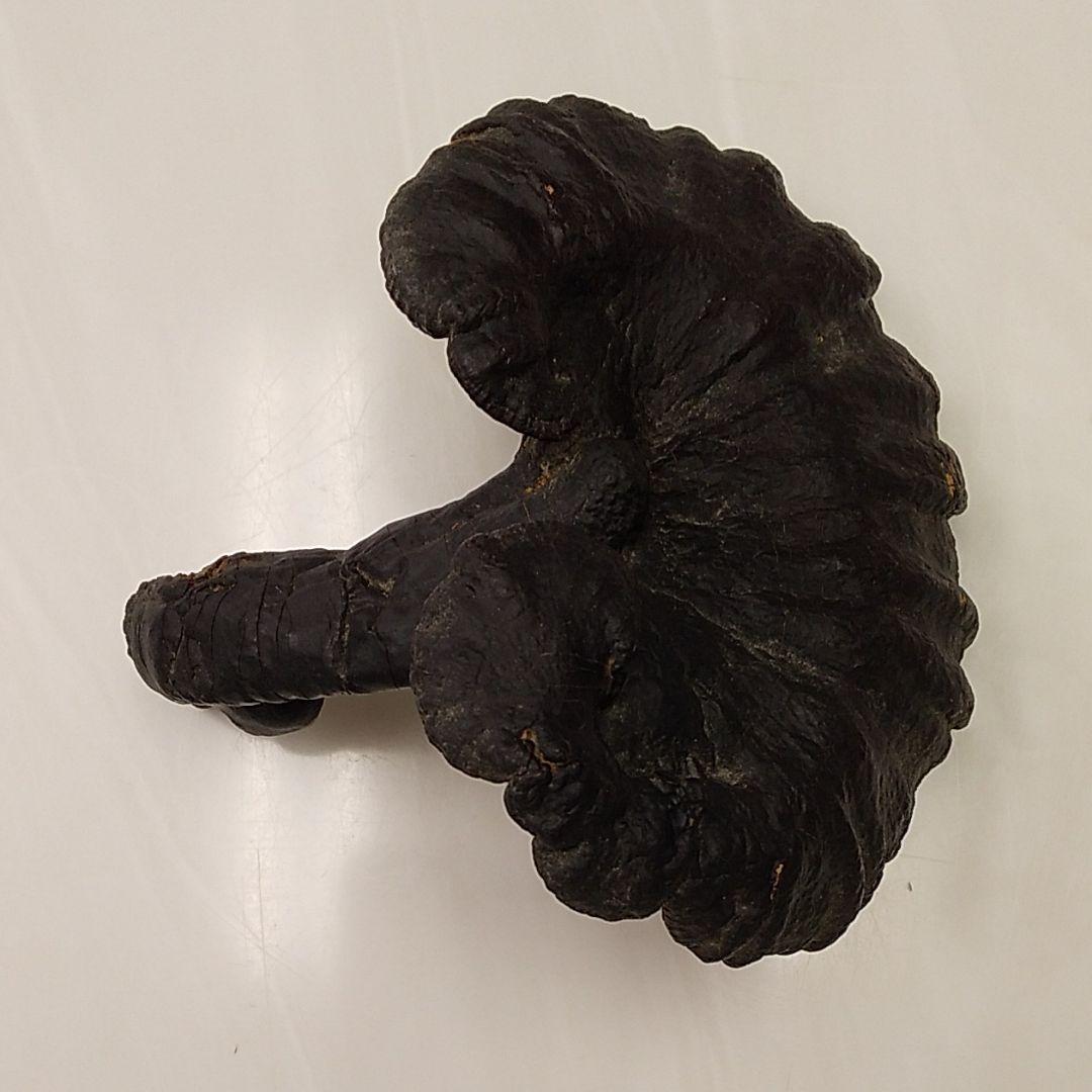 黒霊芝 中国産