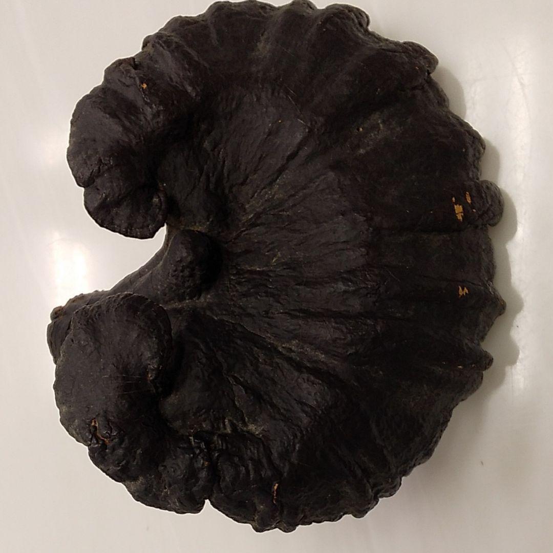 黒霊芝 中国産
