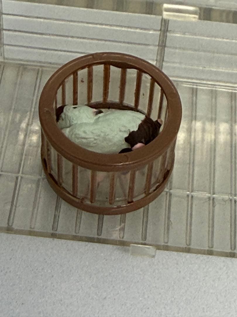 希少激レア『ユージン』たのしい飼育当番ゴールデンハムスター　給水機欠品