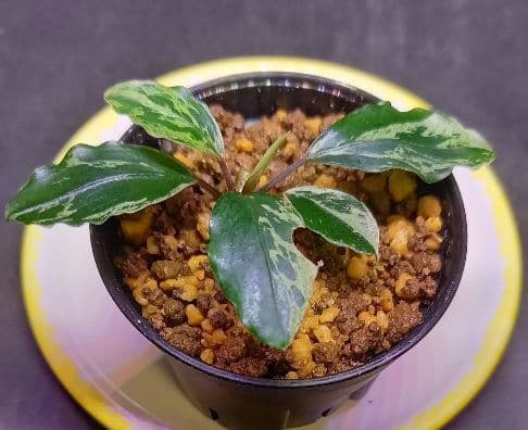 Bucephalandra sp. Motleyana Variegata　小株
