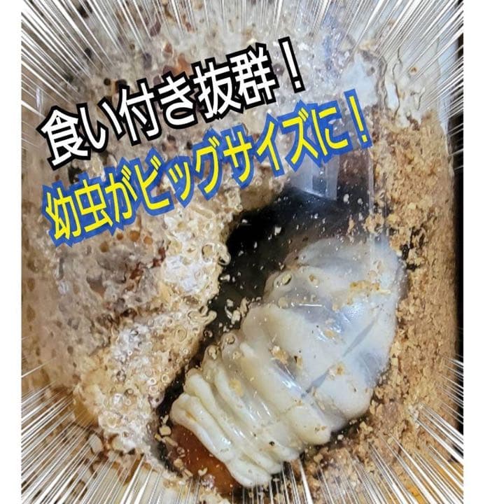 極上！ヒマラヤひらたけ菌糸瓶1500ml【7本】トレハロース、キトサン強化配合！
