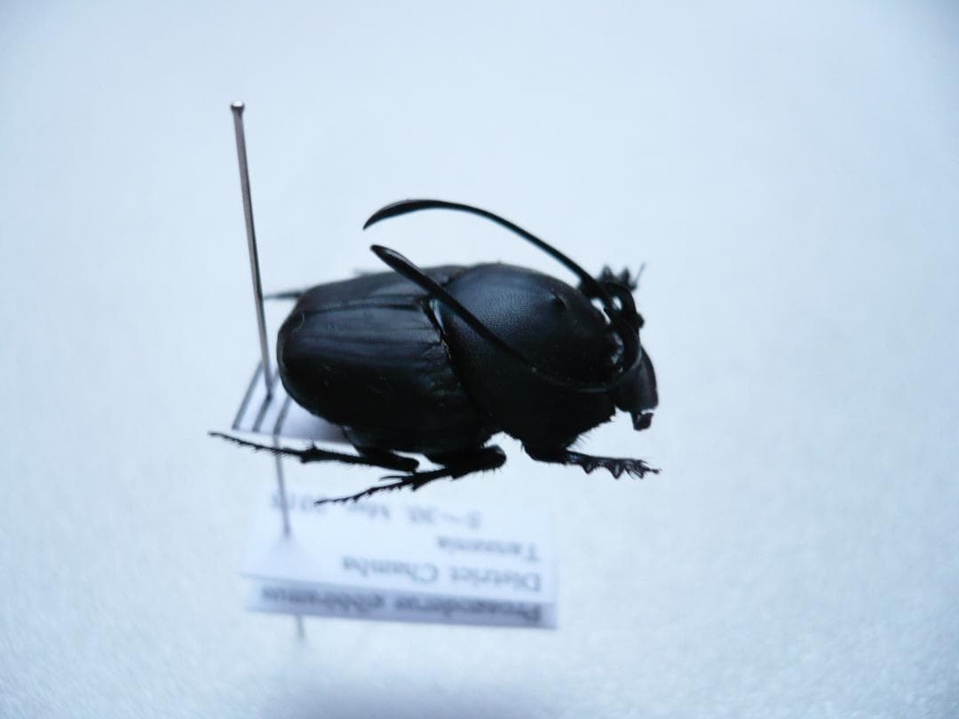 タンザニアのフンチュウ　Proagoderus gibbiramus　ペア
