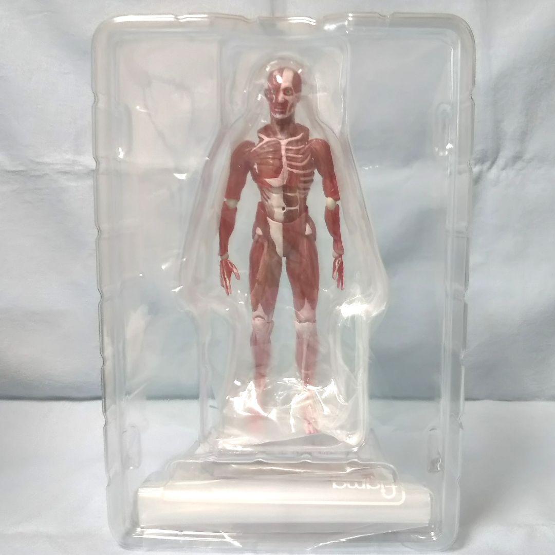 figma 人体模型