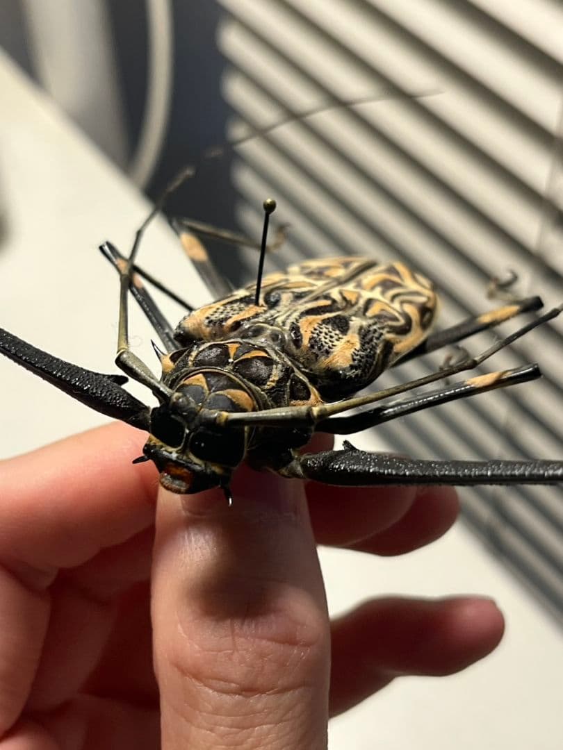 【73mm♂】テナガカミキリ 昆虫標本甲虫ハムシサソリタランチュラ