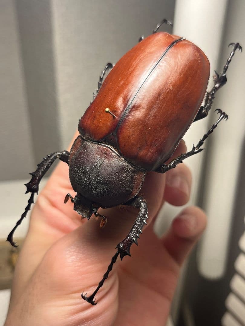 【超特大♀】セラムドウナガテナガコガネ テナガカミキリ昆虫標本 甲虫タランチュラ