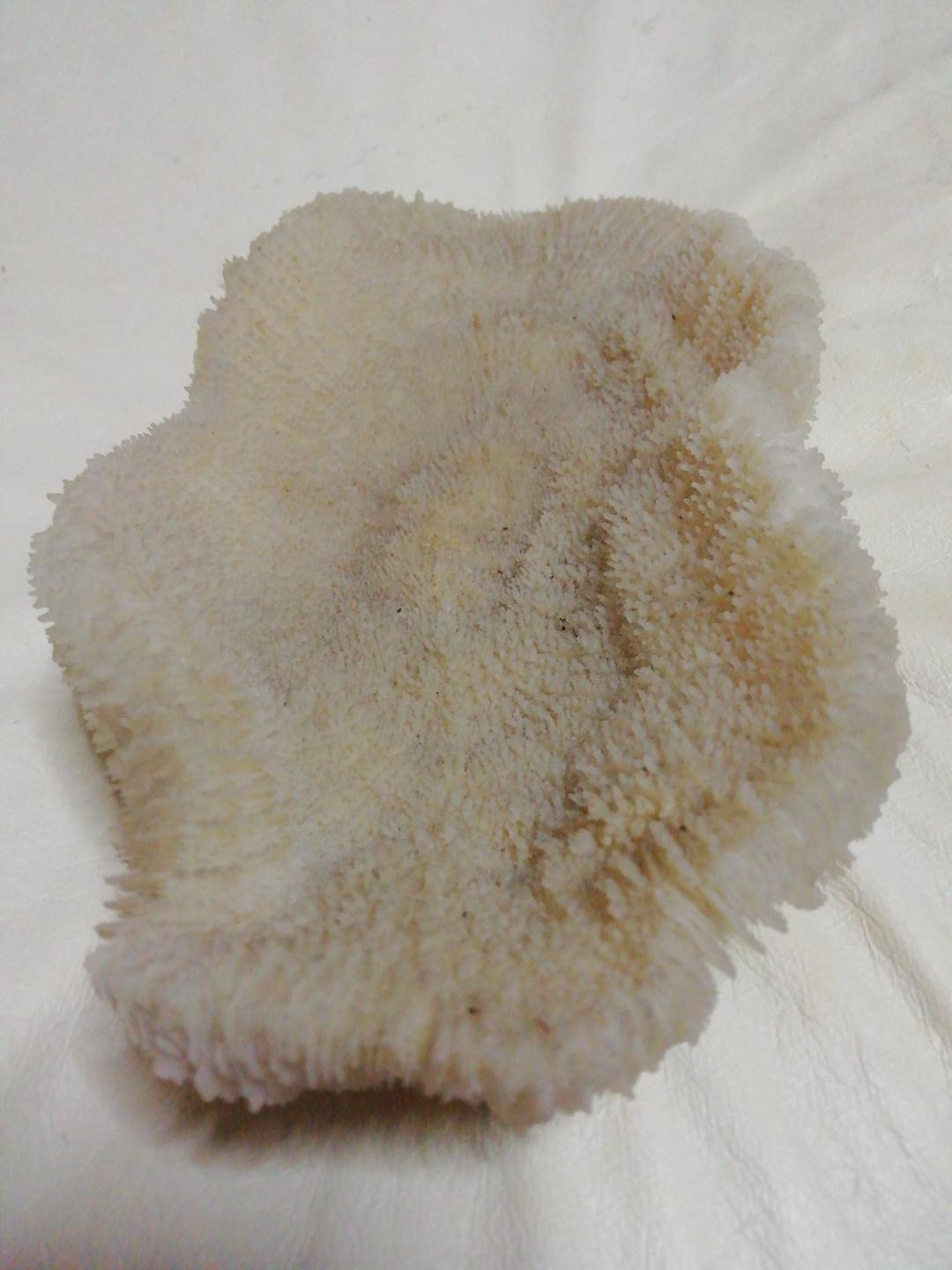 珊瑚(実珊瑚)